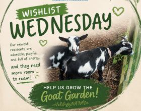 Wishlist Wednesday: Goat Garden