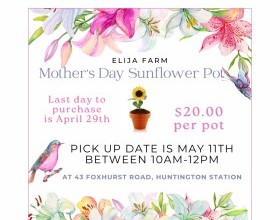 TPS Mother's Day Sunflower Pot Sale