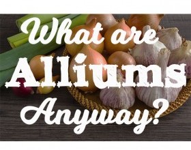 What are Alliums Anyway?