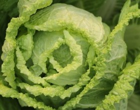 Cabbage Cole Slaw