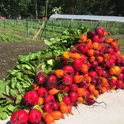 2020 CSA Share