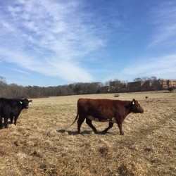Grass-Fed Local Beef Share