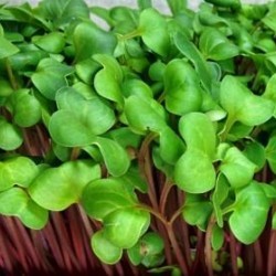 ELIJA Farm CSA Fall Micro-Greens Share