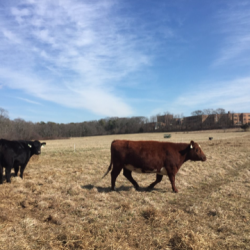 Fall CSA Beef Share