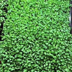 Microgreens Fall Share 2023
