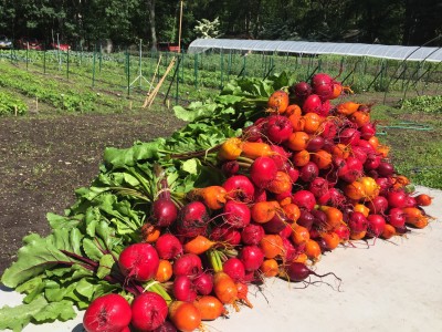 2020 CSA Share