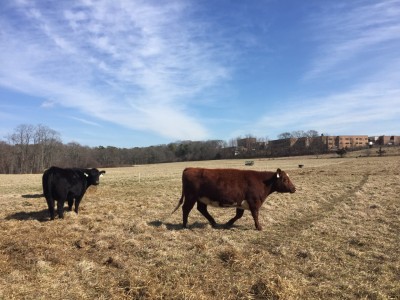 Grass-Fed Local Beef Share