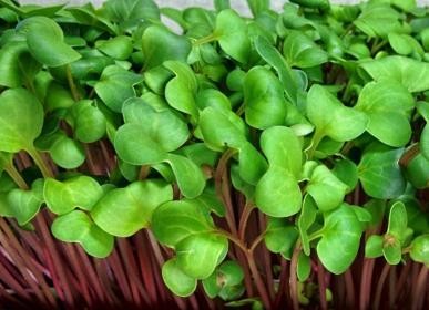 Fall CSA Micro-Greens Share