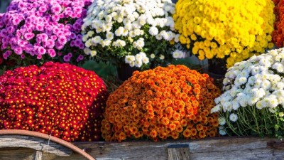Fall Plant Sale