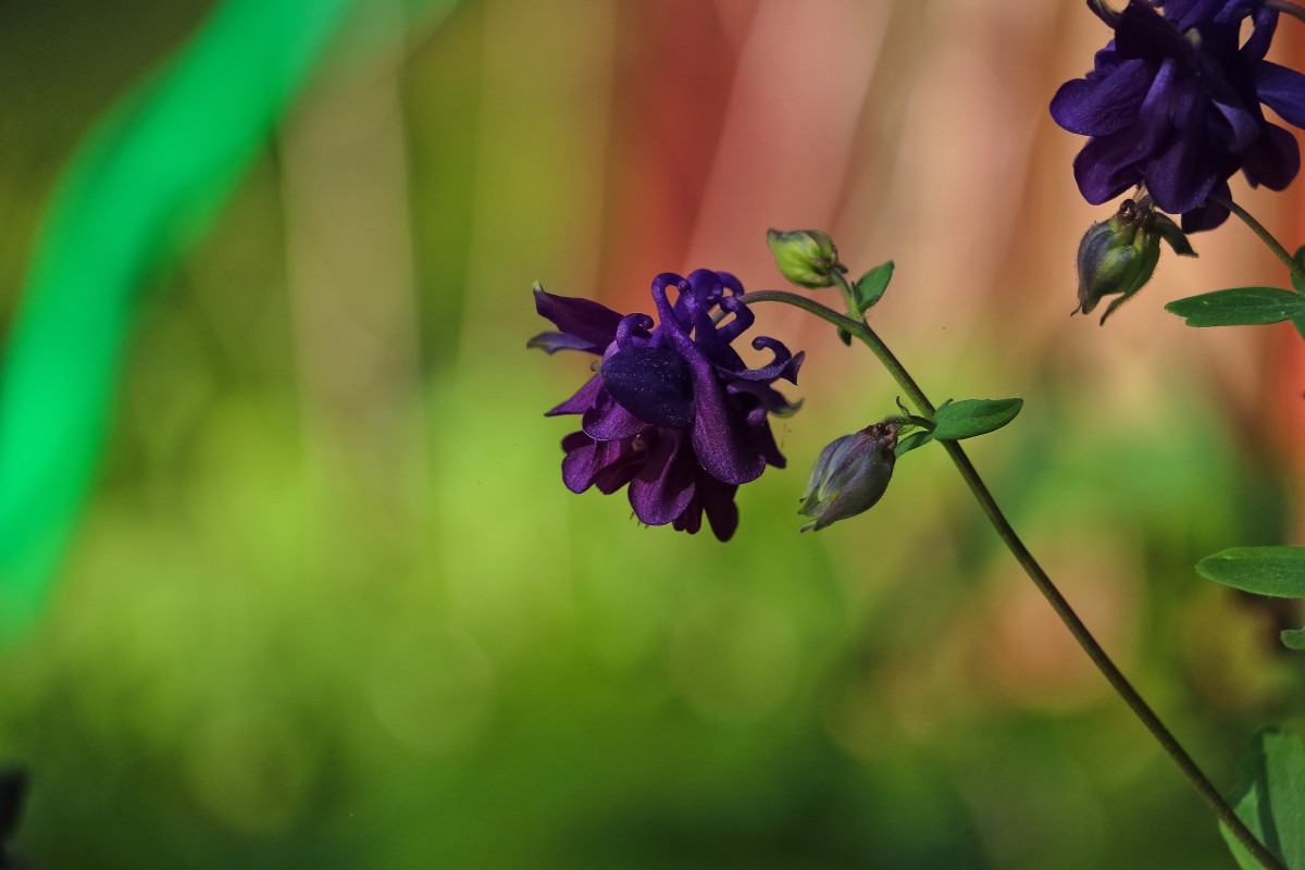 Columbine Aquilegia