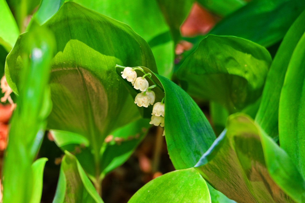 Lilly of the Valley