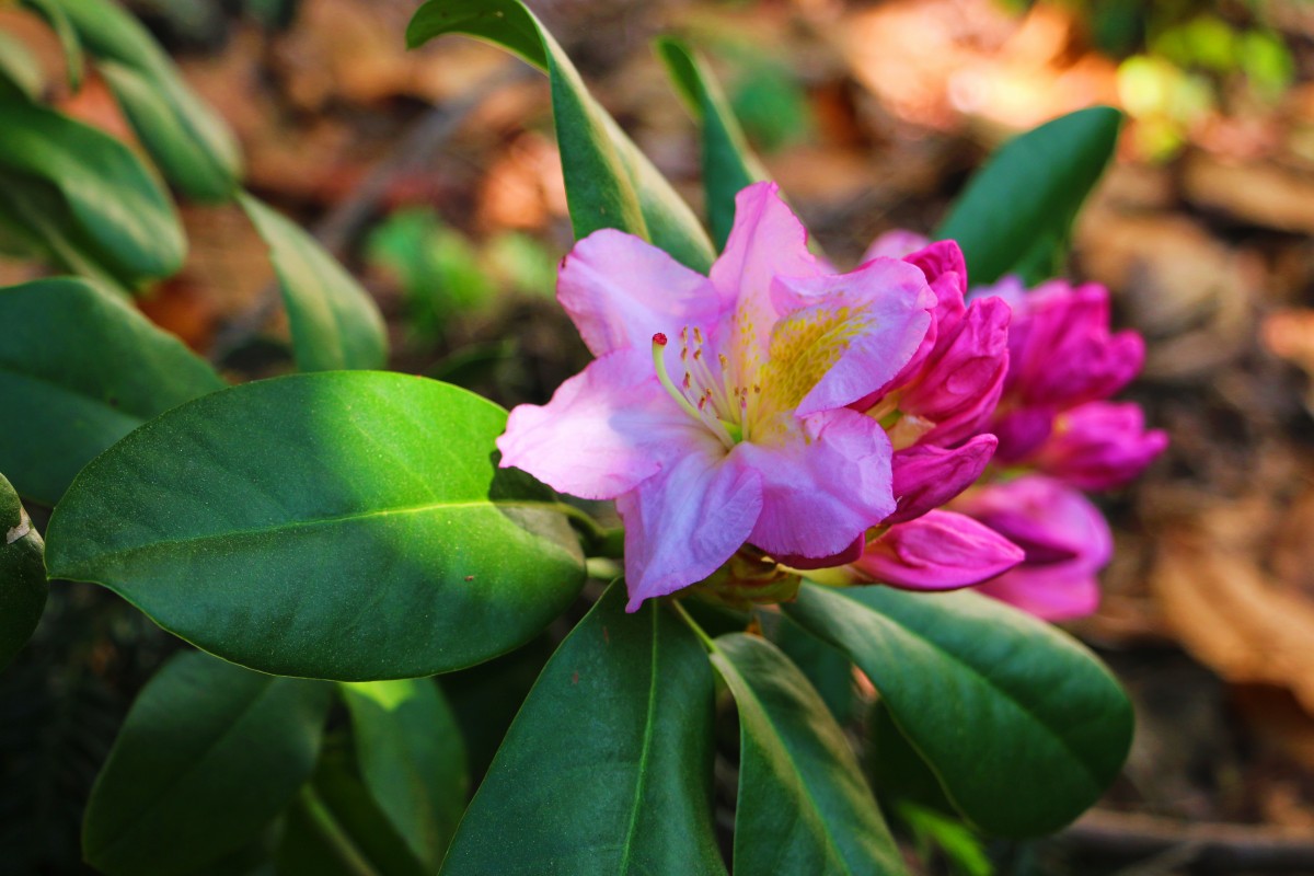 Azalea