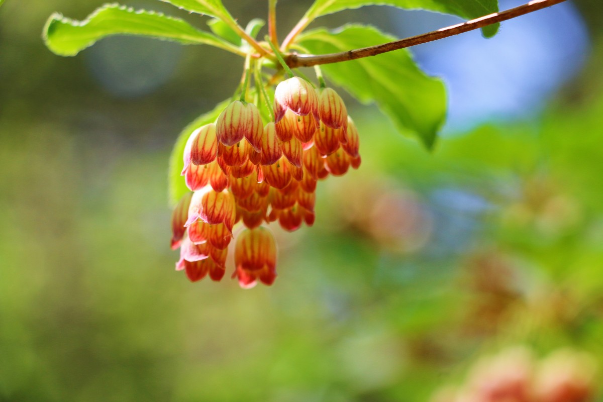 Enkianthus