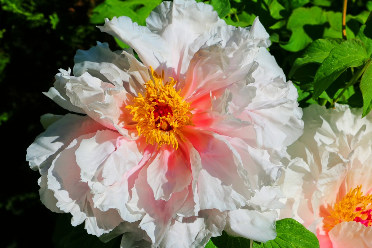 “Phoenix White” Chinese Tree Peony