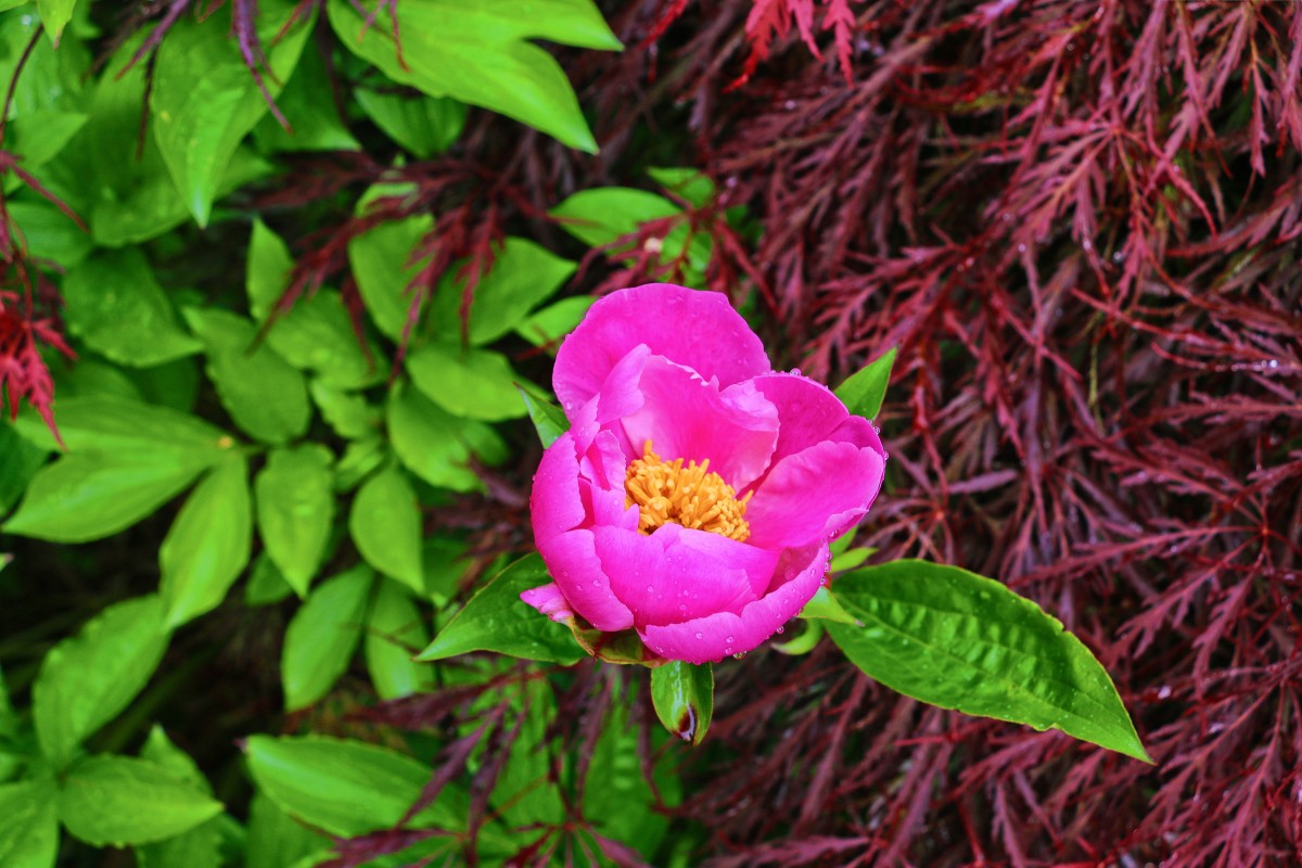 Paeonia Officinalis