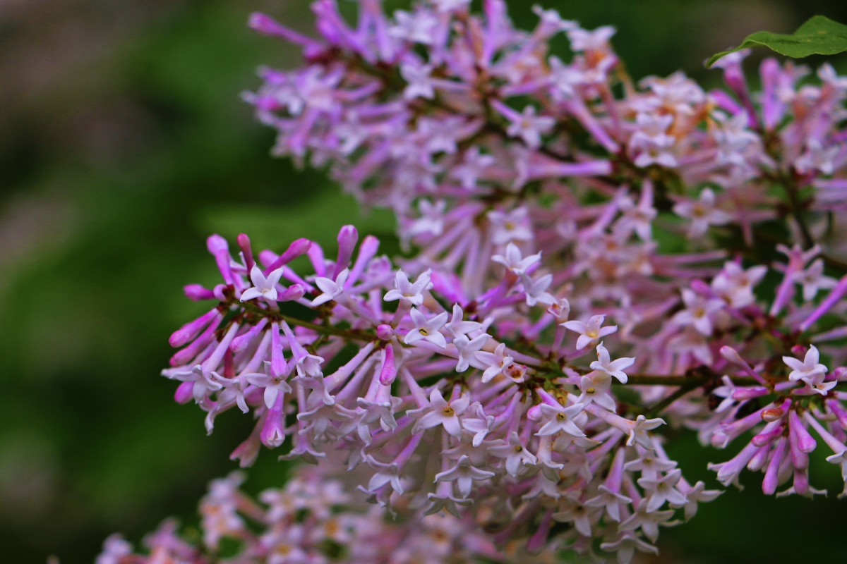 Lilac Syringa Miss Kim