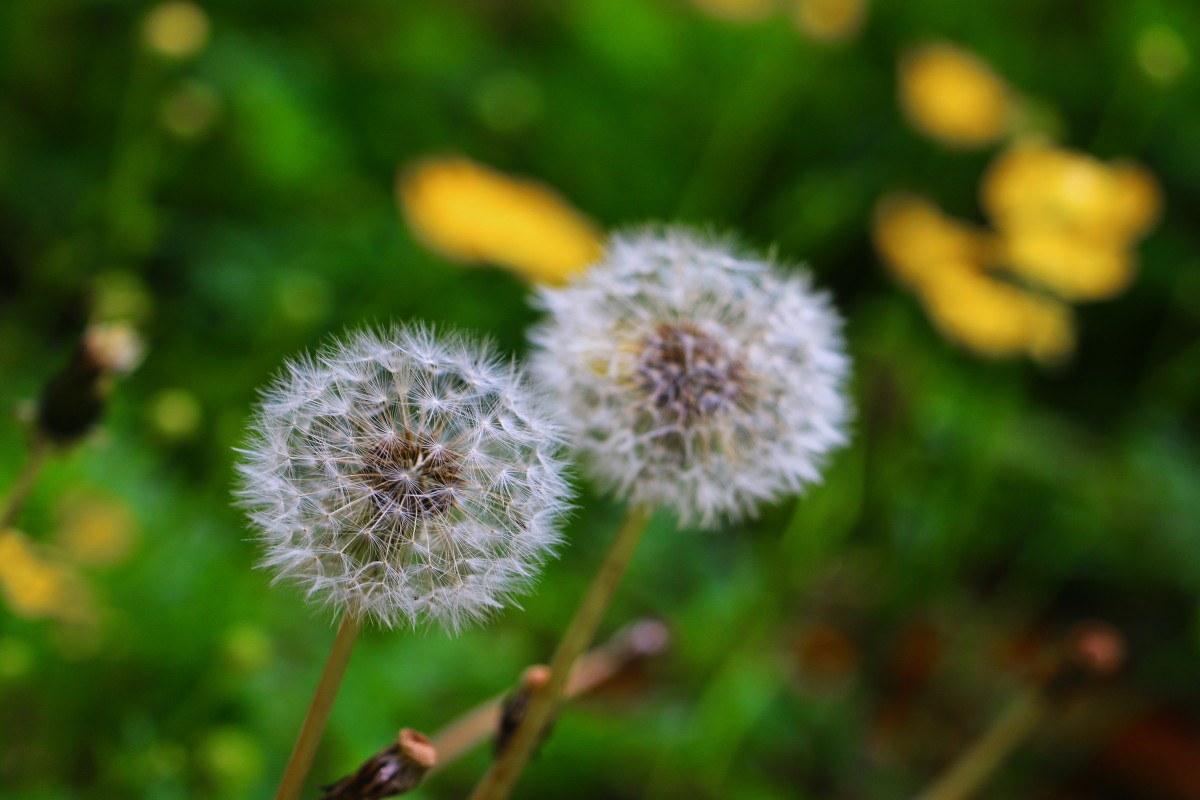 Dandelion