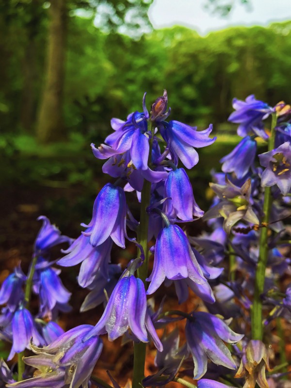 Spanish Blue Bells