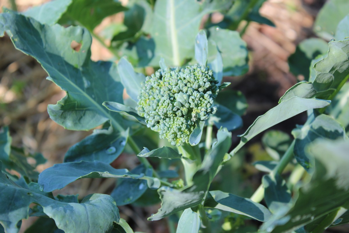 Broccoli