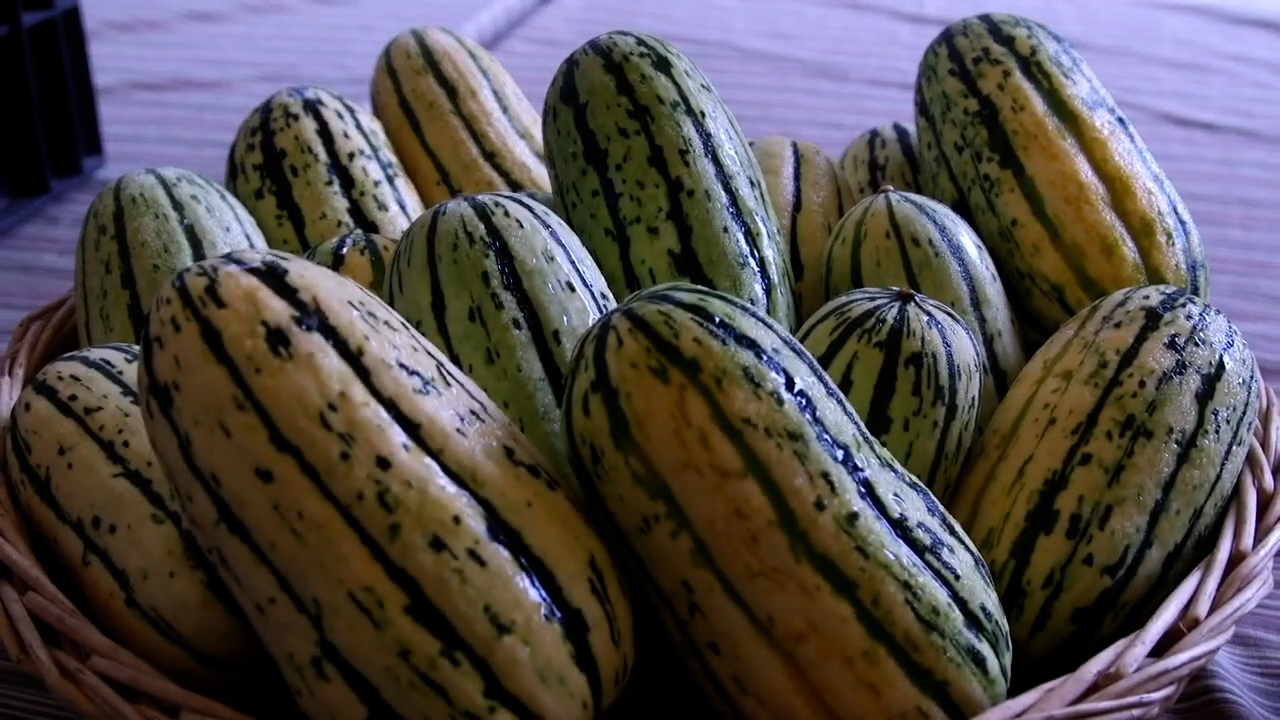squash